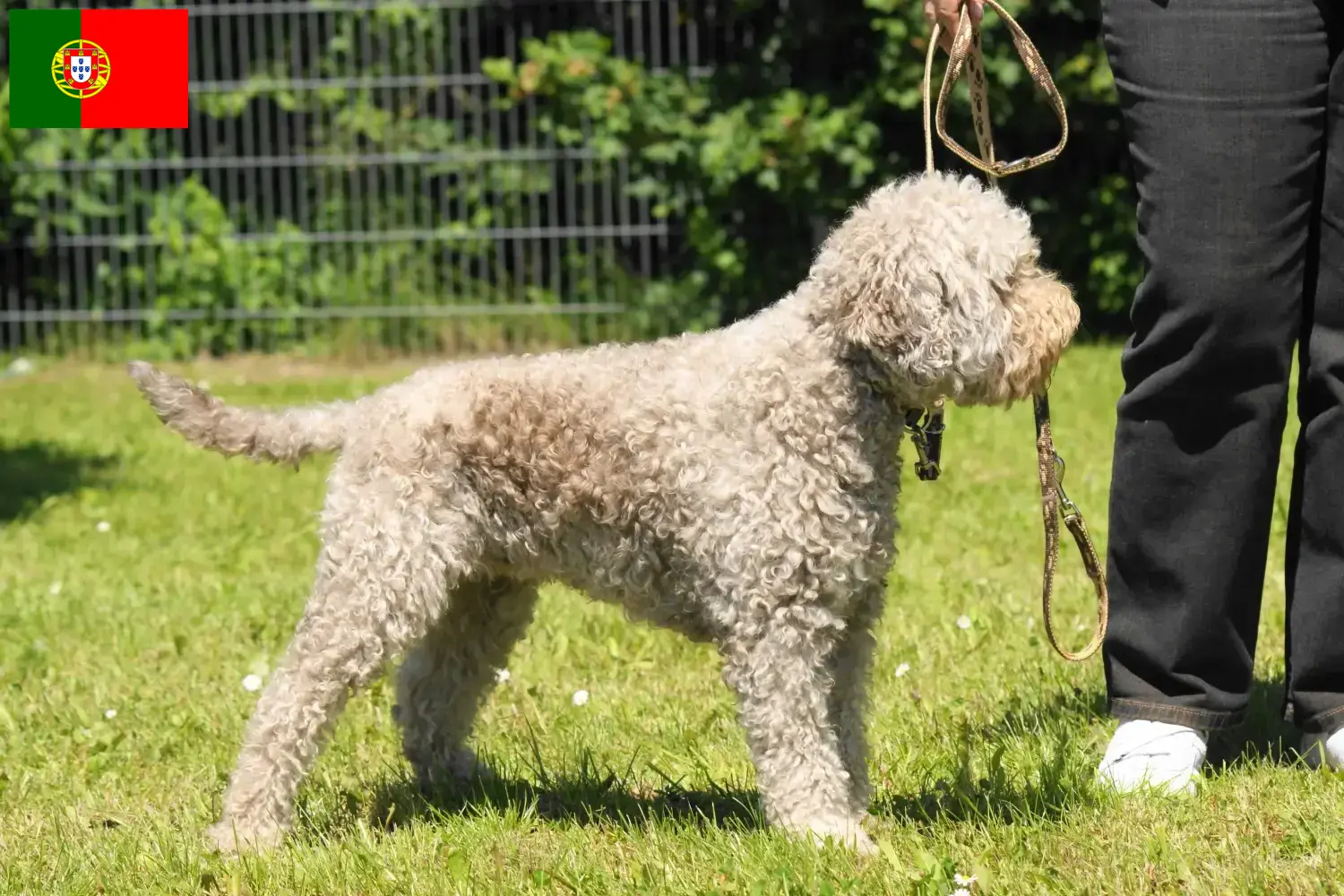 Lagotto Romagnolo kiskutyák és tenyésztők Portugália Itt megtalálhatja a portugáliai Lagotto Romagnolo tenyésztőket.