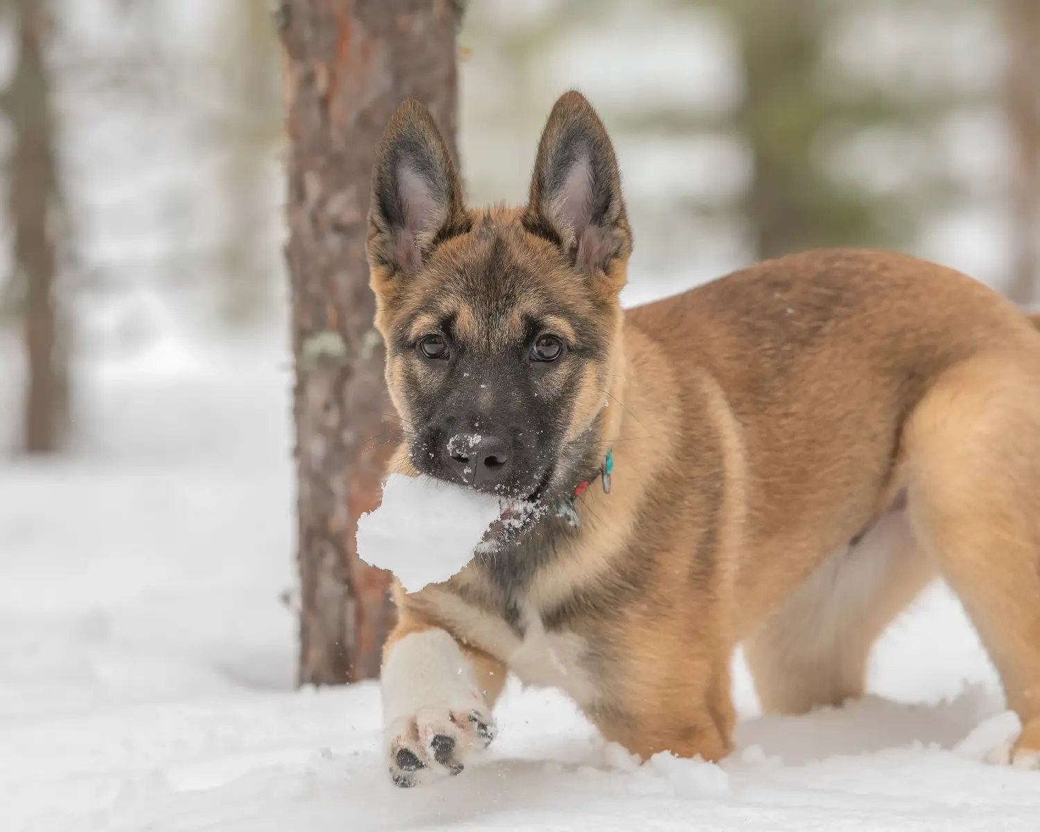 Laika kölyökkutya vásárlása felelősségvállalást jelent! Vásároljon Laika kiskutyákat.