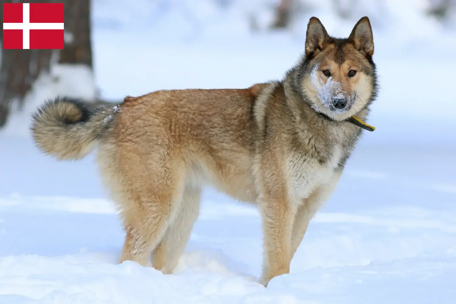Laika kiskutyák és tenyésztők Dánia Itt megtalálja a dániai Laika tenyésztőket.