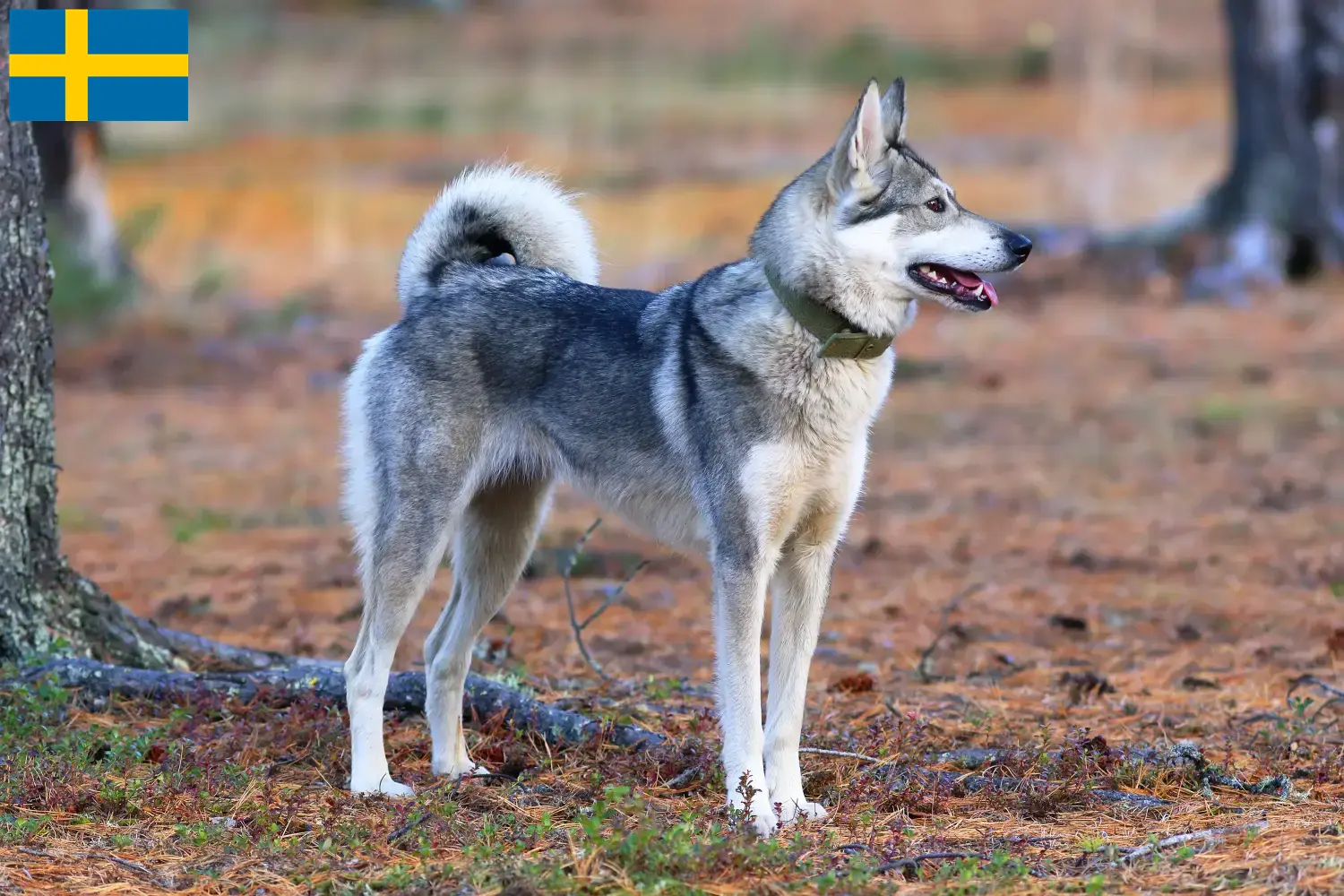 Laika kölykök és tenyésztők Svédországban Svédországban található Laika tenyésztők itt találhatók.