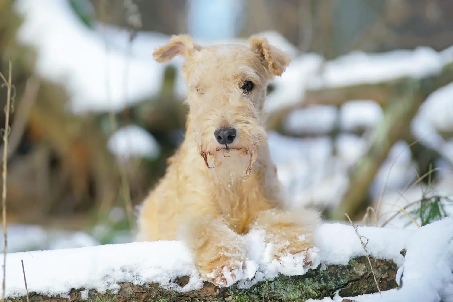 Lakeland terrier kölyökkutya vásárlása felelősségvállalást jelent! Lakeland Terrier kölyökkutyák vásárlása.
