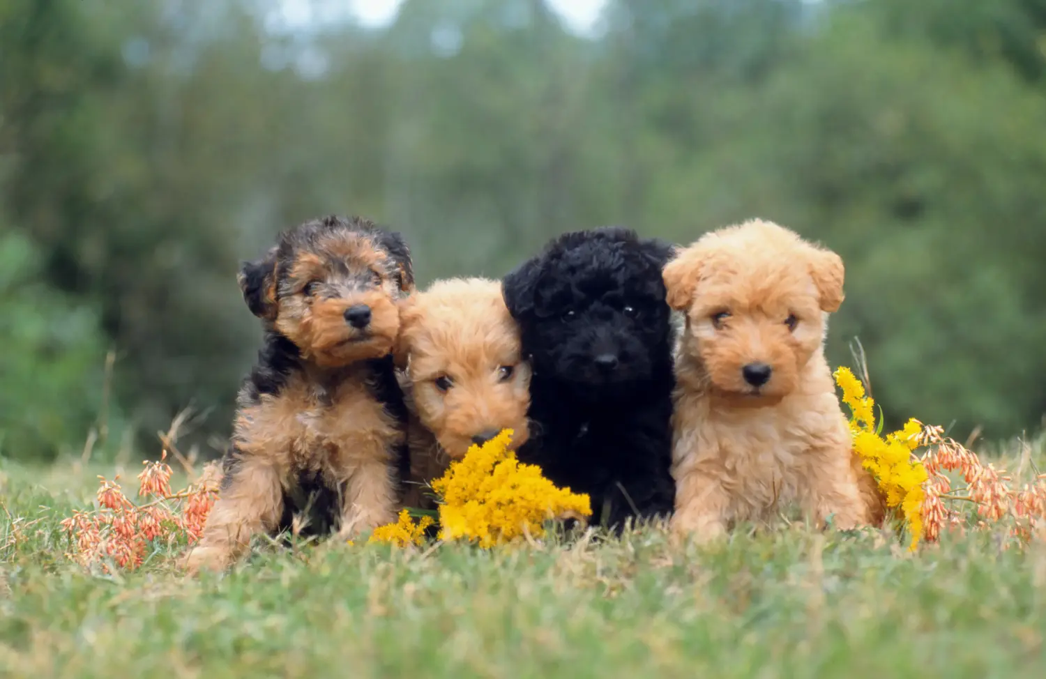 Lakeland terrier kölyökkutya vásárlása felelősségvállalást jelent! Lakeland Terrier kölyökkutyák vásárlása.