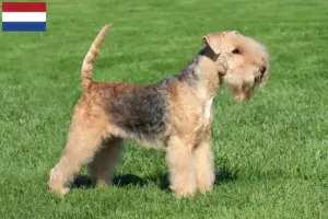 Read more about the article Lakeland Terrier tenyésztők és kölykök Hollandiában