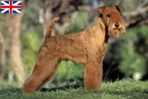 Read more about the article Lakeland Terrier tenyésztők és kölykök Nagy-Britanniában