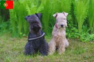 Read more about the article Lakeland Terrier tenyésztők és kölykök Portugáliában
