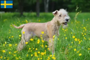 Read more about the article Lakeland Terrier tenyésztők és kölykök Svédországban
