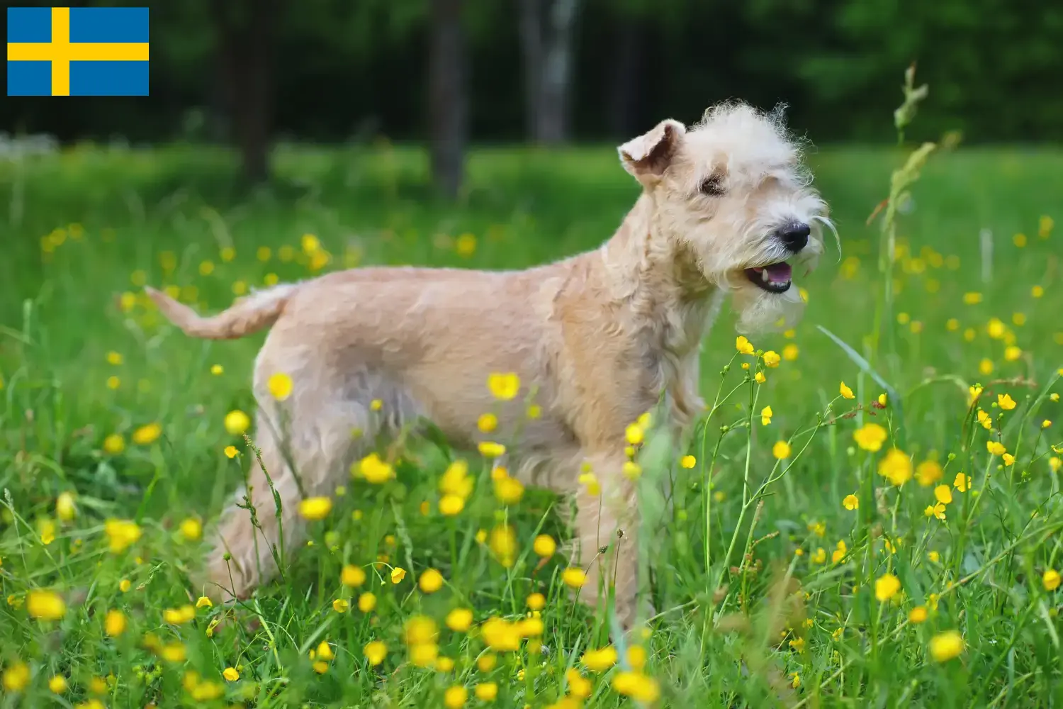 Read more about the article Lakeland Terrier tenyésztők és kölykök Svédországban