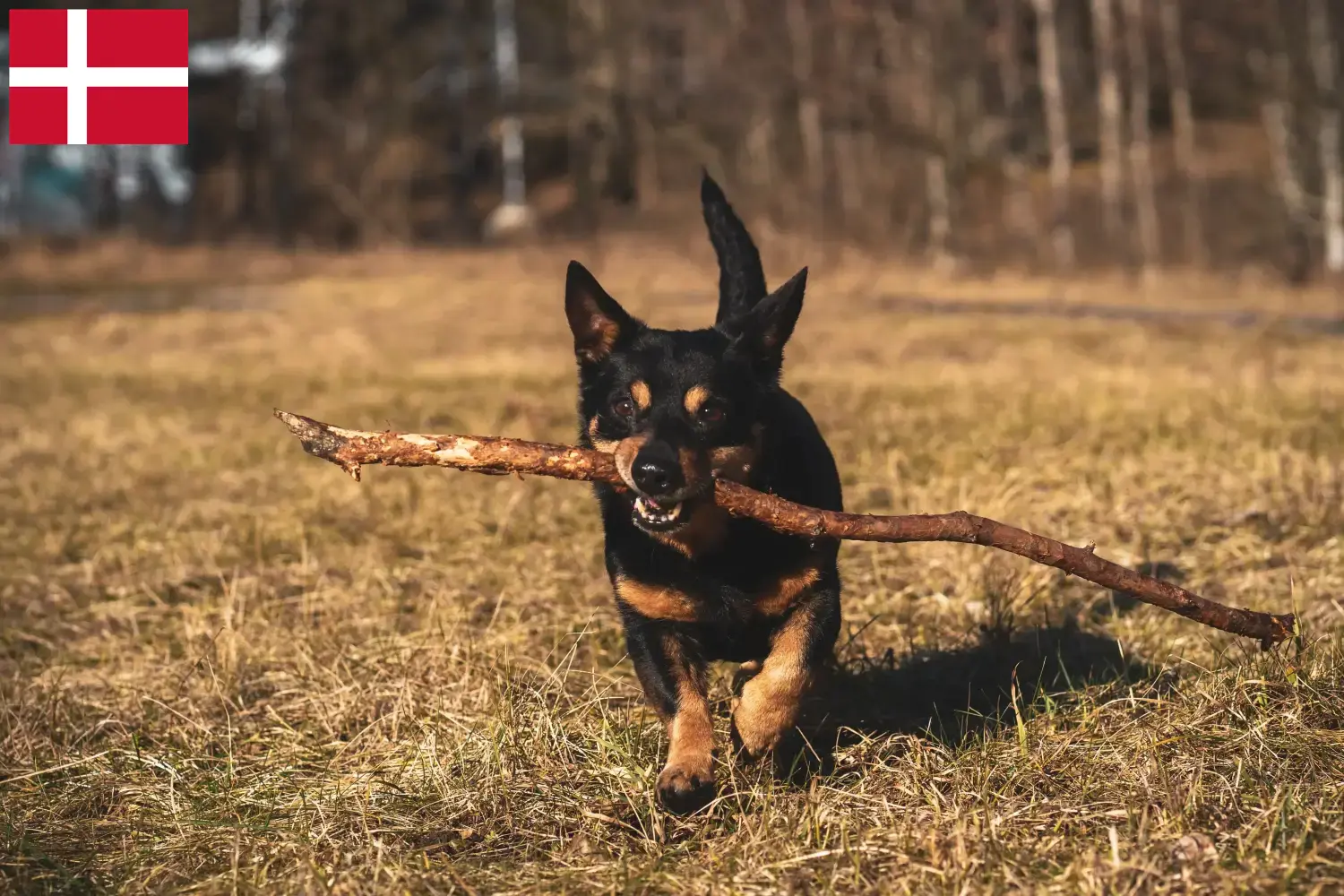 Lancashire Heeler kiskutyák és tenyésztők Dánia Lancashire Heeler tenyésztőket Dániában itt találsz.