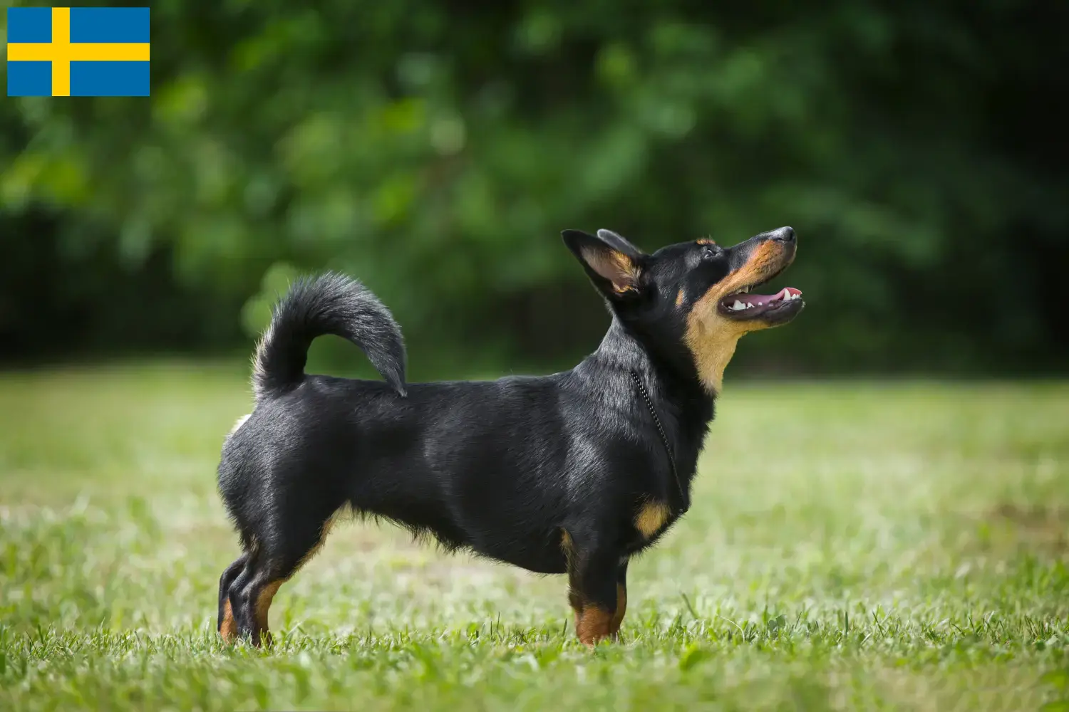 Lancashire Heeler kölykök és tenyésztők Svédországban Lancashire Heeler tenyésztőket Svédországban itt találsz.