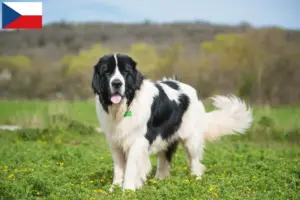 Read more about the article Landseer tenyésztők és kiskutyák Csehországban