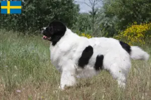 Read more about the article Landseer tenyésztők és kölykök Svédországban