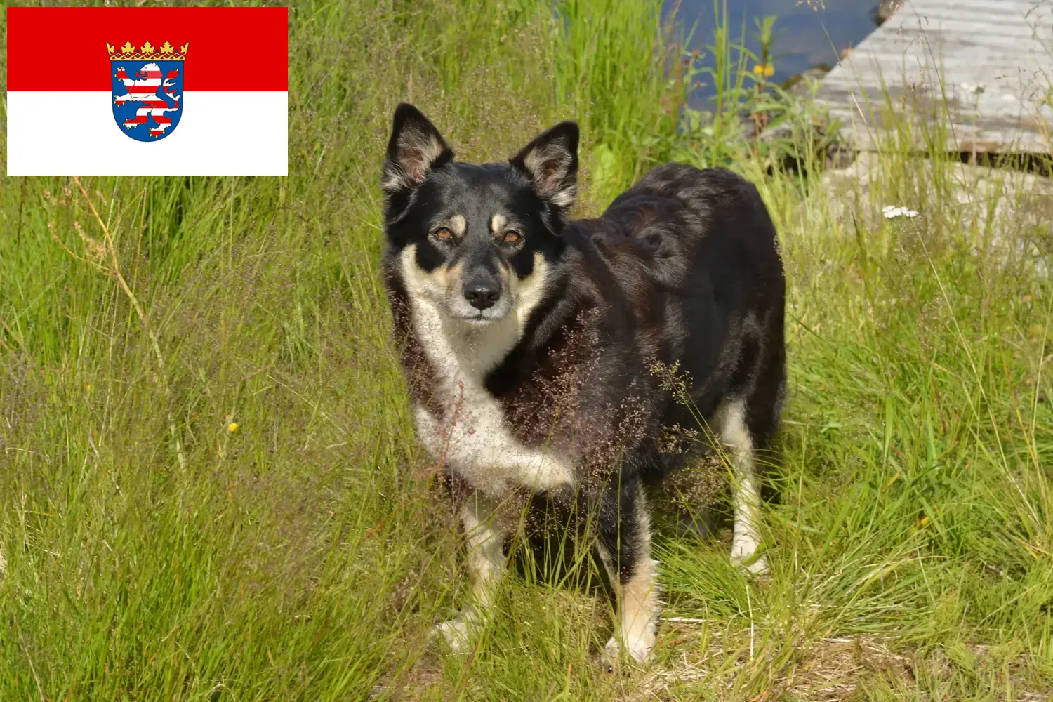Lappföldi rénszarvaskutya kölyökkutyák és tenyésztő Hessen Itt találhat lapp rénszarvaskutya tenyésztőket Hessenben.