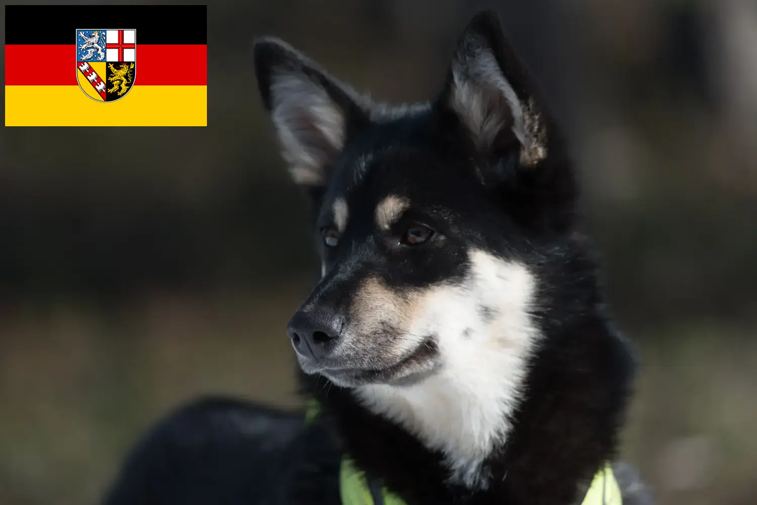 Read more about the article Lapp rénszarvaskutya tenyésztő és kölykök Saar-vidéken