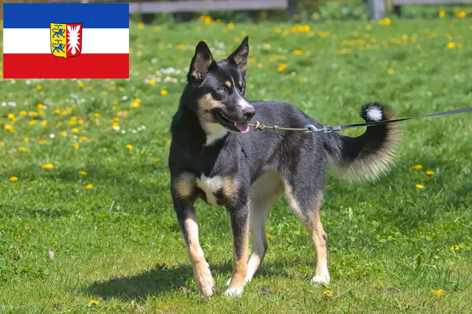 Lapp rénszarvaskutya kölyökkutyák és tenyésztő Schleswig-Holstein Itt találhat lapp rénszarvaskutya tenyésztőket Schleswig-Holsteinben.