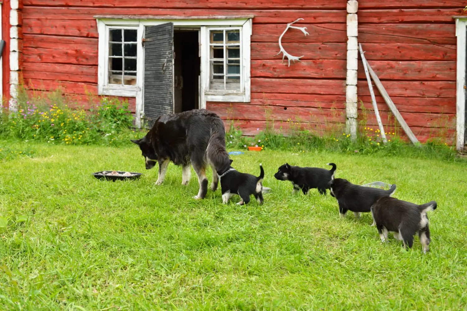 Egy lapp rénszarvaskutya kölyökkutya megvásárlása felelősségvállalást jelent! Vásároljon lapp rénszarvaskutyakölyköket.