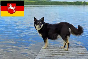 Read more about the article Lappföldi rénszarvaskutya tenyésztő és kölykök Alsó-Szászországban