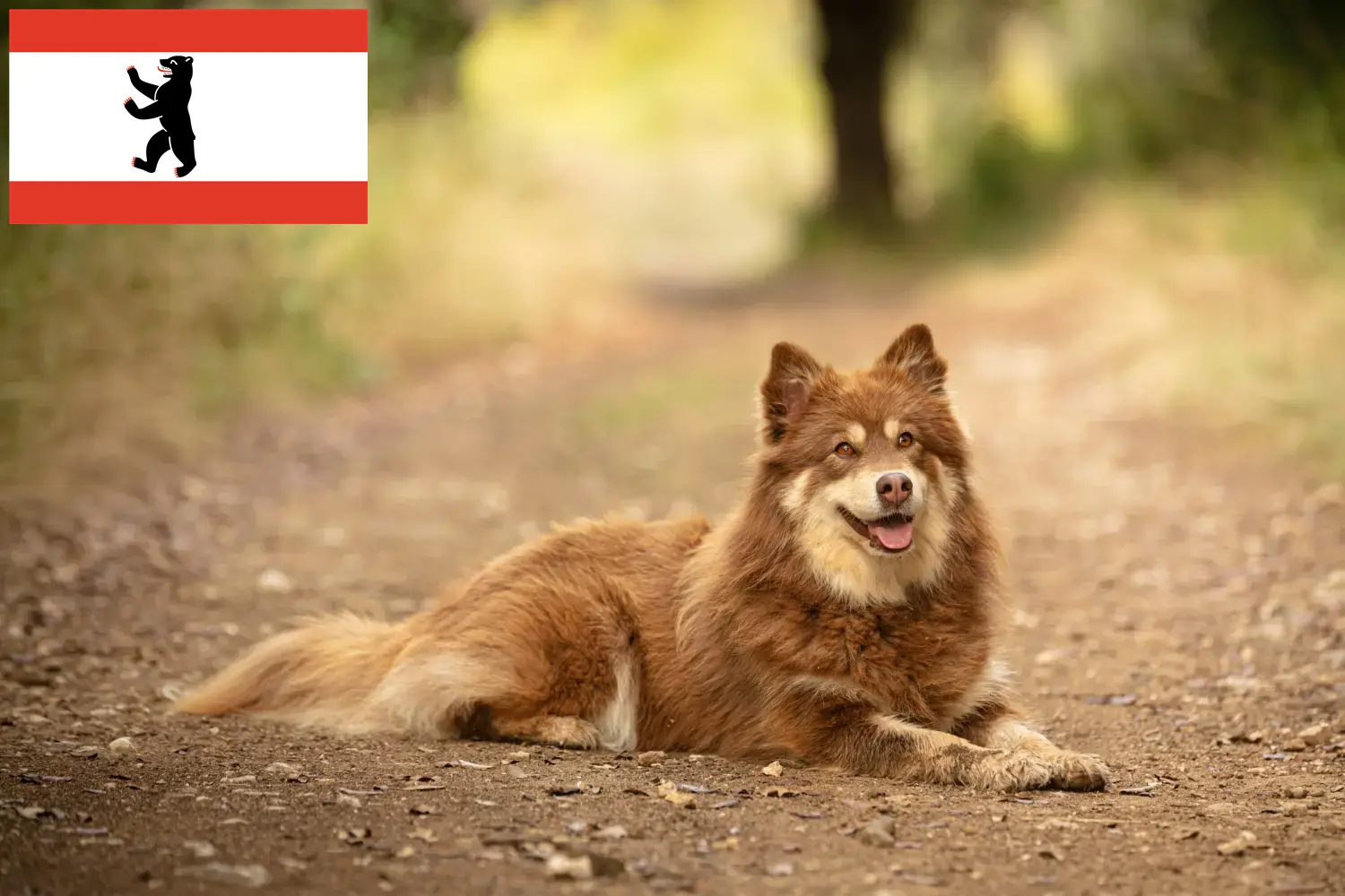 Read more about the article Lapp rénszarvaskutya tenyésztő és kölykök Berlinben