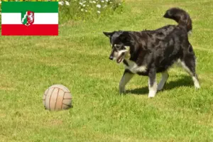 Read more about the article Lappföldi rénszarvaskutya tenyésztők és kölykök Észak-Rajna-Vesztfáliában
