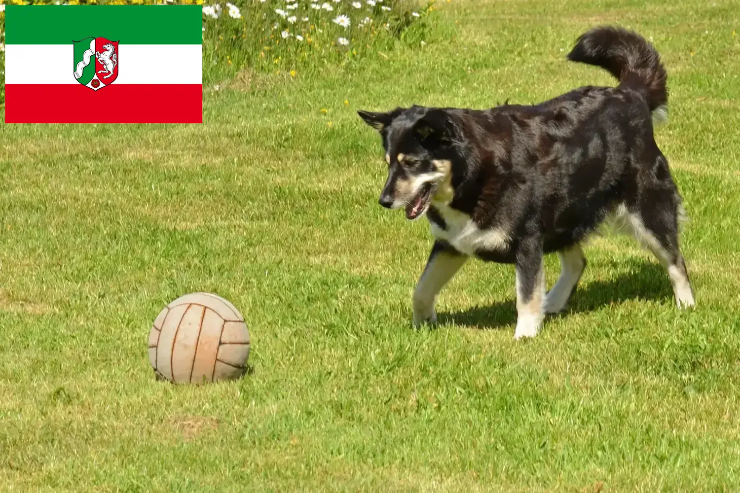 Read more about the article Lappföldi rénszarvaskutya tenyésztők és kölykök Észak-Rajna-Vesztfáliában