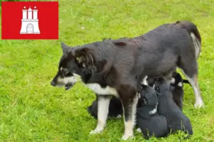 Read more about the article Lapp rénszarvaskutya tenyésztő és kölykök Hamburgban