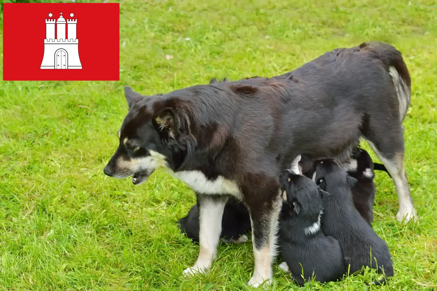 Read more about the article Lapp rénszarvaskutya tenyésztő és kölykök Hamburgban