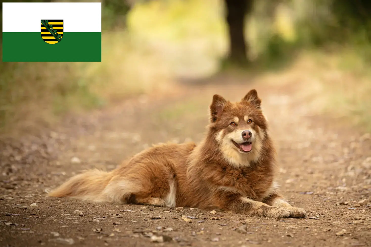 Read more about the article Szászországi lapp rénszarvaskutya tenyésztők és kölyökkutyák
