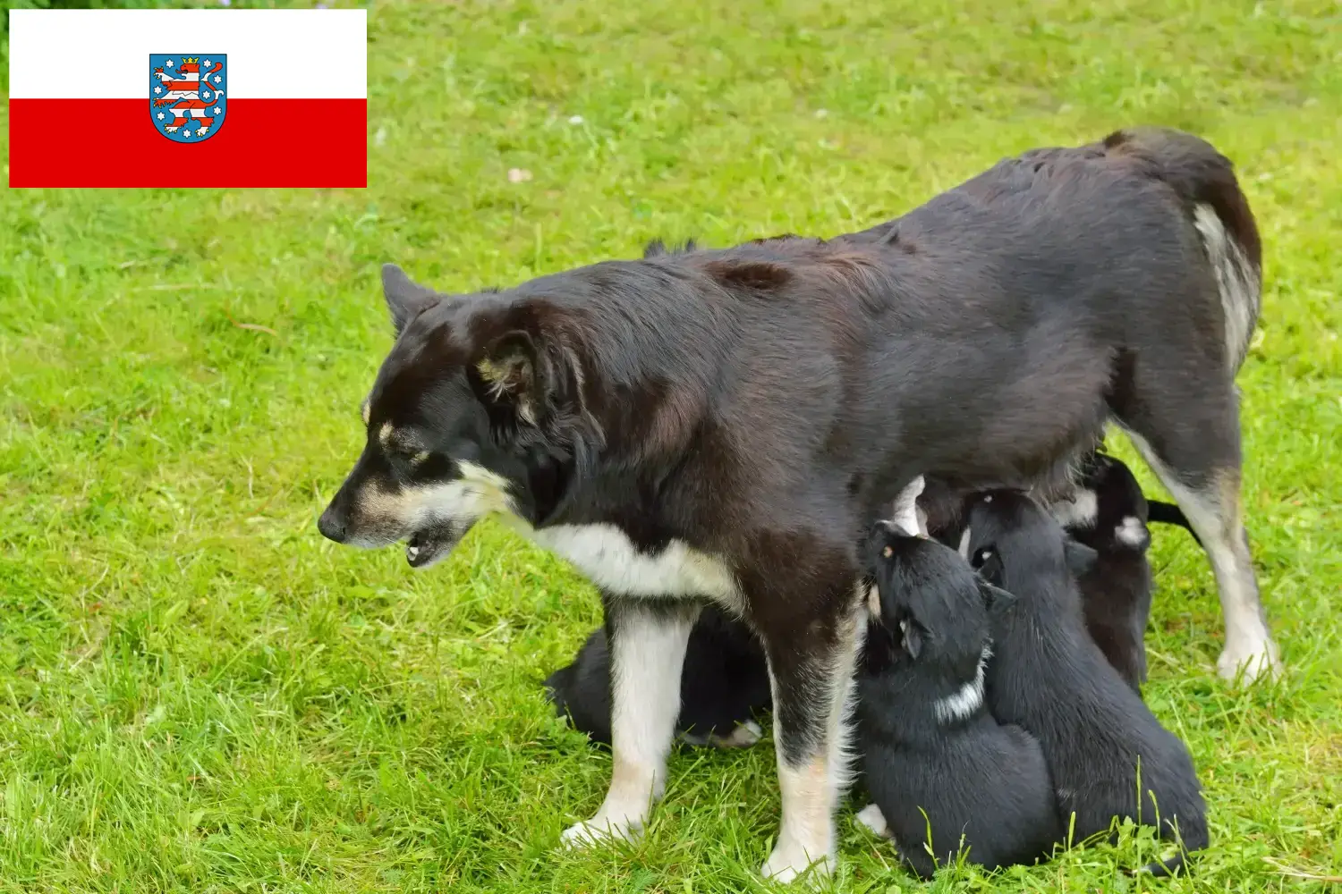 Read more about the article Lappföldi rénszarvaskutya tenyésztő és kölykök Türingiában