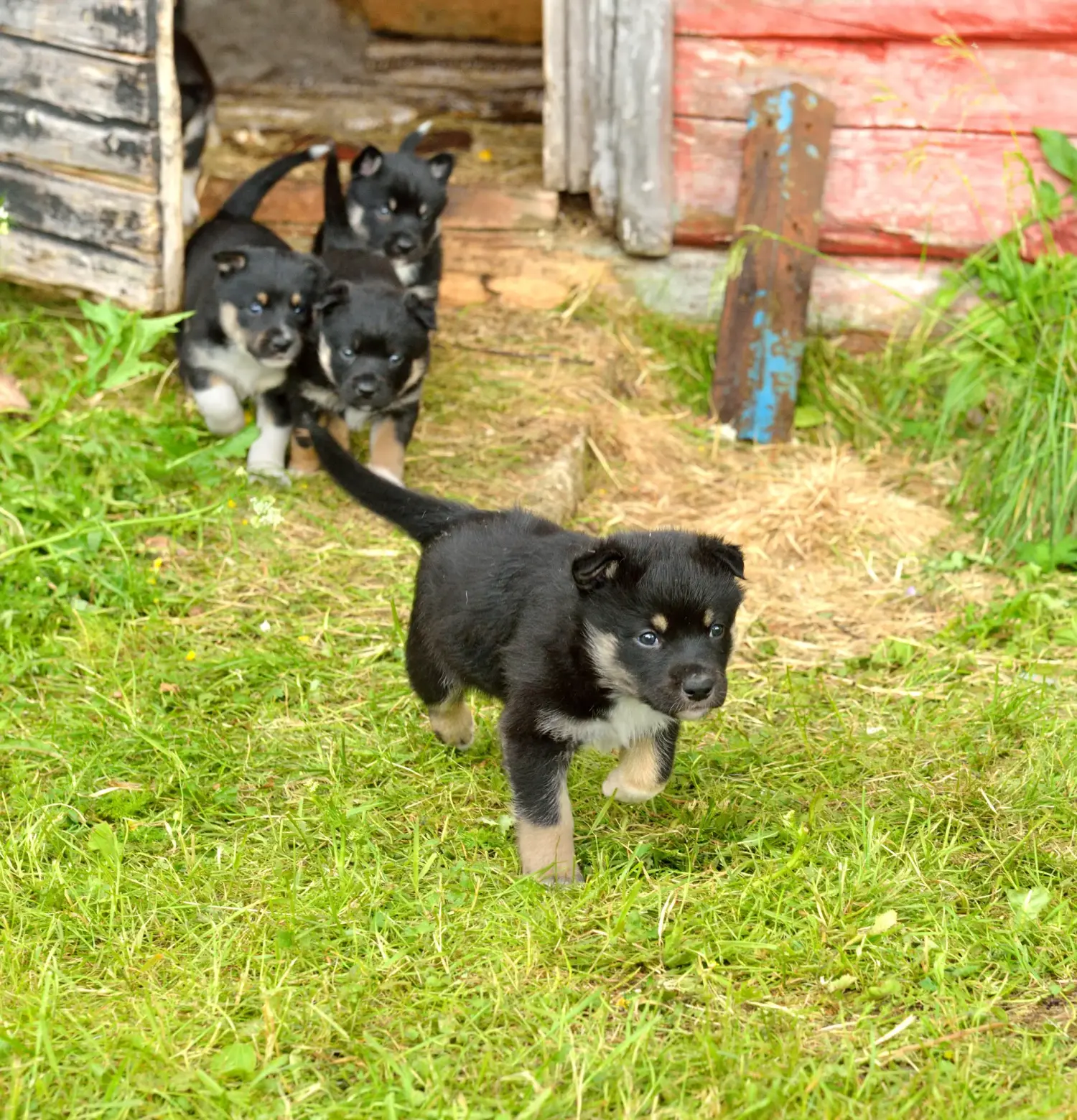 Egy lapp rénszarvaskutya kölyökkutya megvásárlása felelősségvállalást jelent! Vásároljon lapp rénszarvaskutyakölyköket.