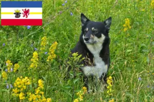 Read more about the article Lapp rénszarvaskutya tenyésztő és kölykök Mecklenburg-Vorpommernben