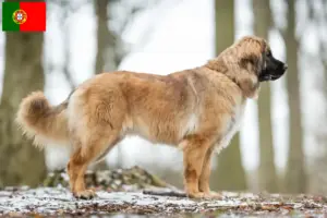 Read more about the article Leonberger tenyésztők és kölykök Portugáliában