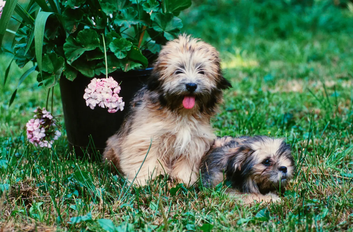 Egy Lhasa Apso kiskutya megvásárlása felelősségvállalást jelent! Lhasa Apso kiskutyák vásárlása.