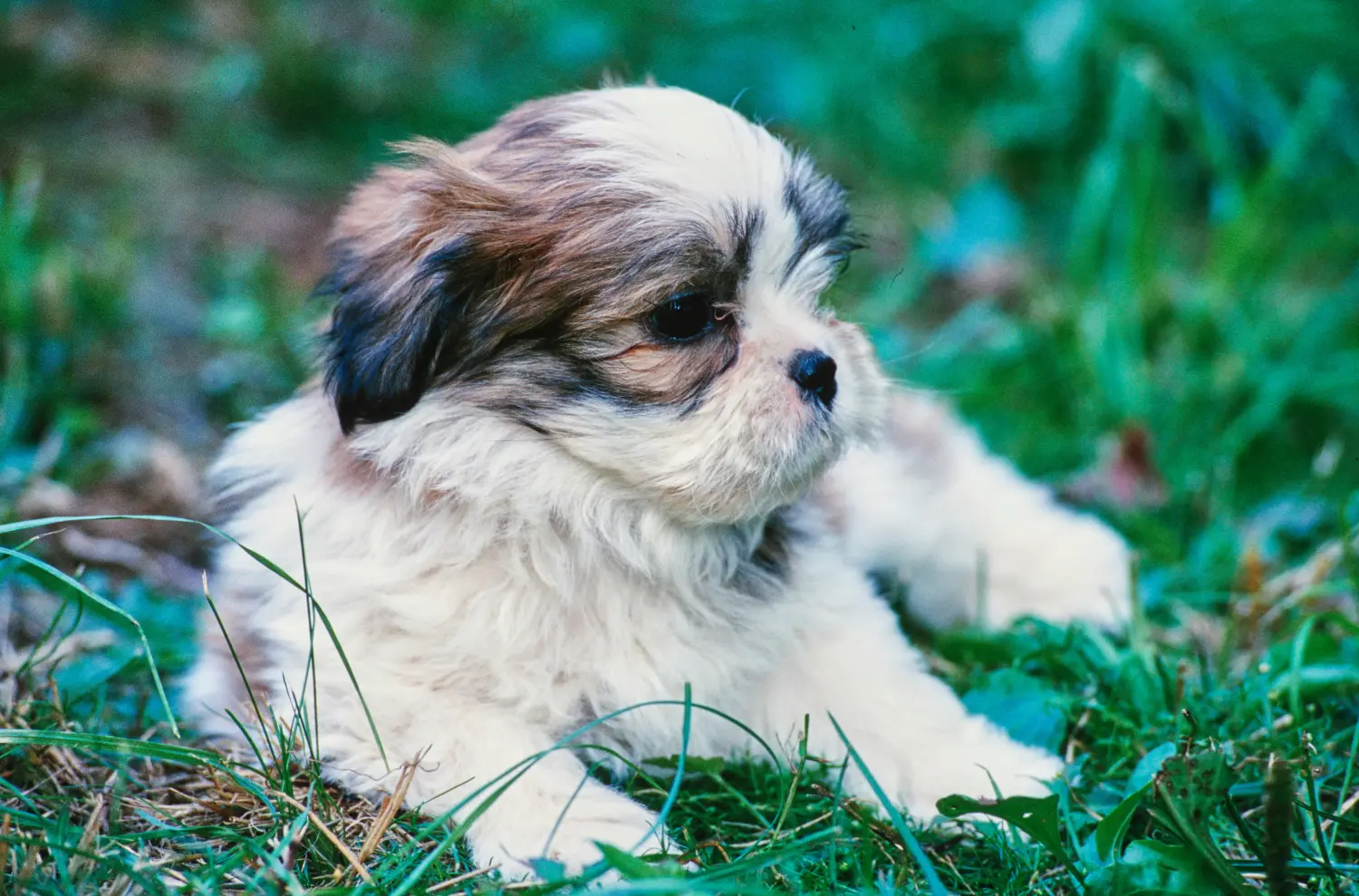 Egy Lhasa Apso kiskutya megvásárlása felelősségvállalást jelent! Lhasa Apso kiskutyák vásárlása.