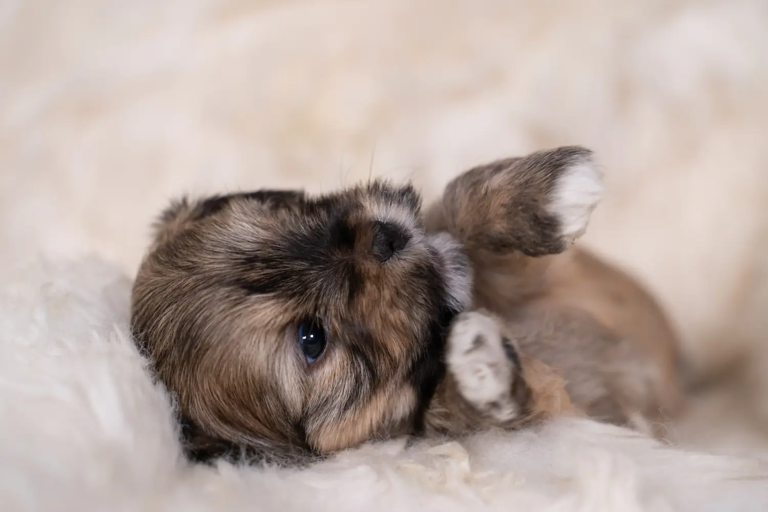 Egy Lhasa Apso kiskutya megvásárlása felelősségvállalást jelent! Lhasa Apso kiskutyák vásárlása.