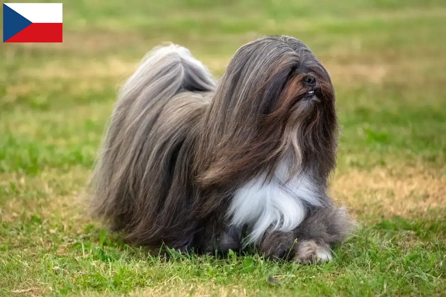 Lhasa Apso kiskutyák és tenyésztők Csehország Itt találhat Lhasa Apso tenyésztőket Csehországban.
