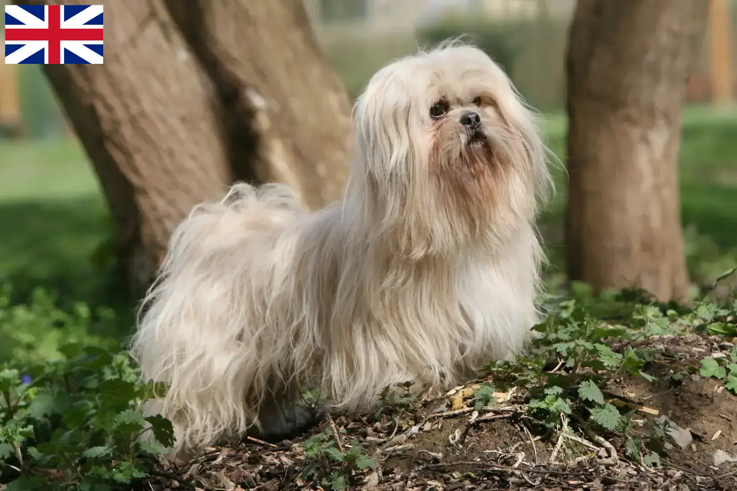 Lhasa Apso kiskutyák és tenyésztők Nagy-Britannia Itt találhat Lhasa Apso tenyésztőket Nagy-Britanniában.