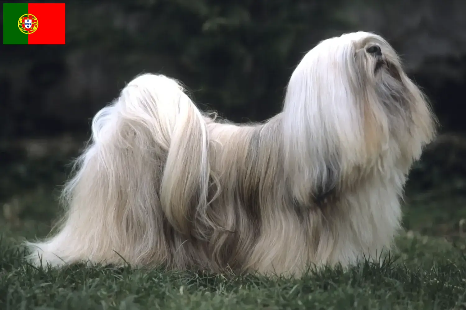 Lhasa Apso kiskutyák és tenyésztők Portugália Itt találhat Lhasa Apso tenyésztőket Portugáliában.