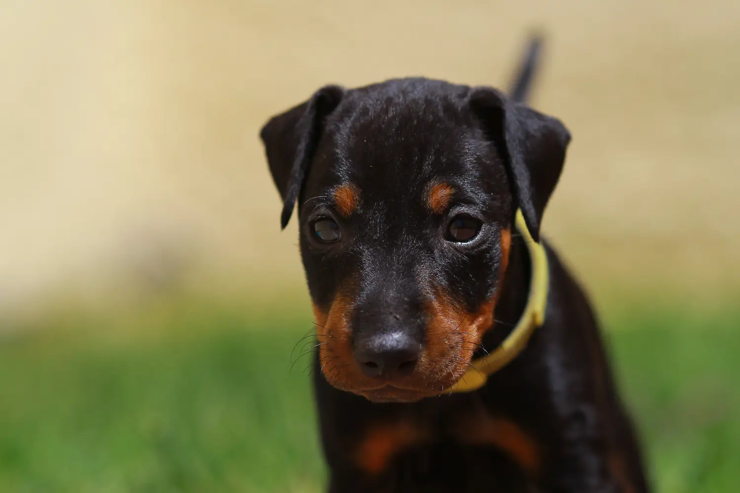 Manchester terrier kölyökkutya vásárlása felelősségvállalást jelent! Manchester terrier kiskutyák vásárlása.