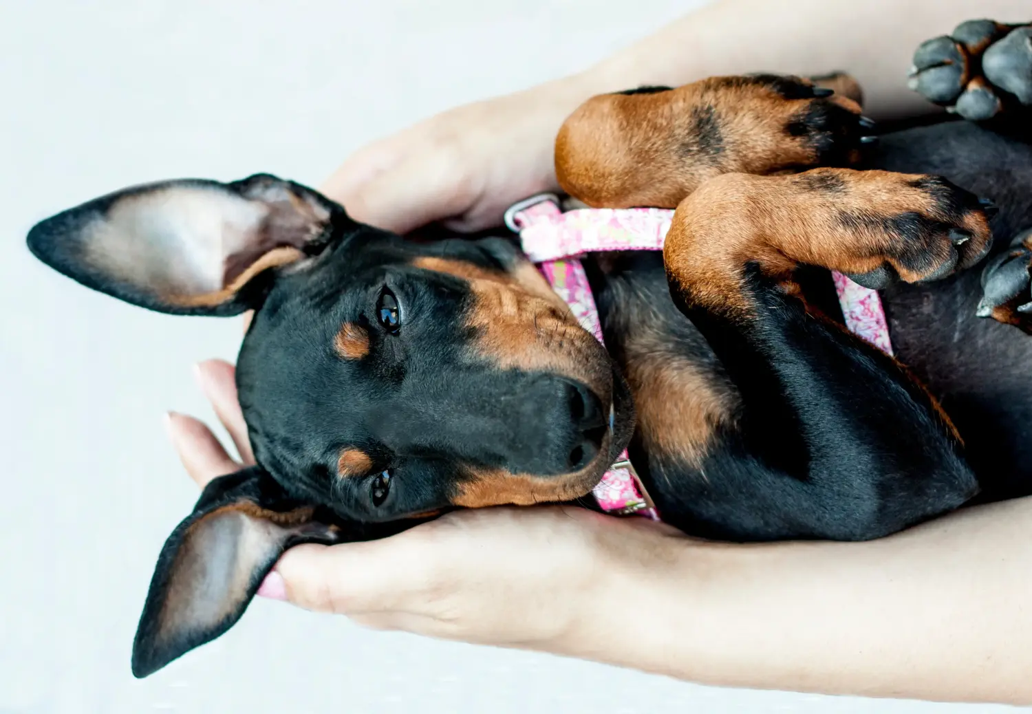 Manchester terrier kölyökkutya vásárlása felelősségvállalást jelent! Manchester terrier kiskutyák vásárlása.