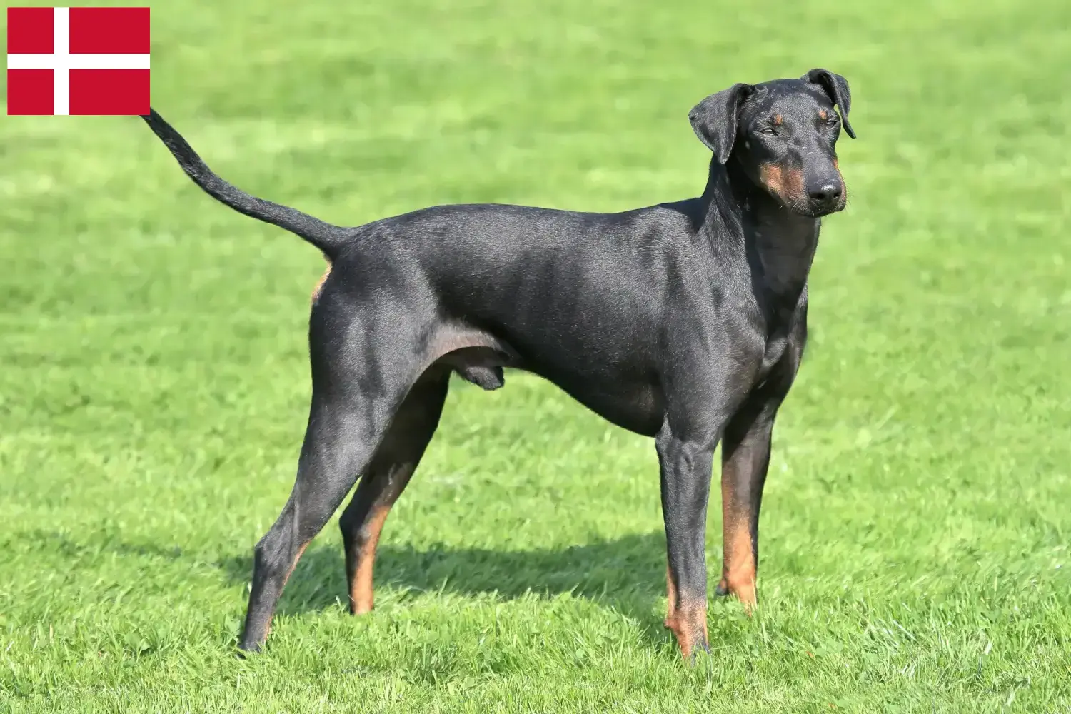 Read more about the article Manchester terrier tenyésztők és kiskutyák Dánia területén