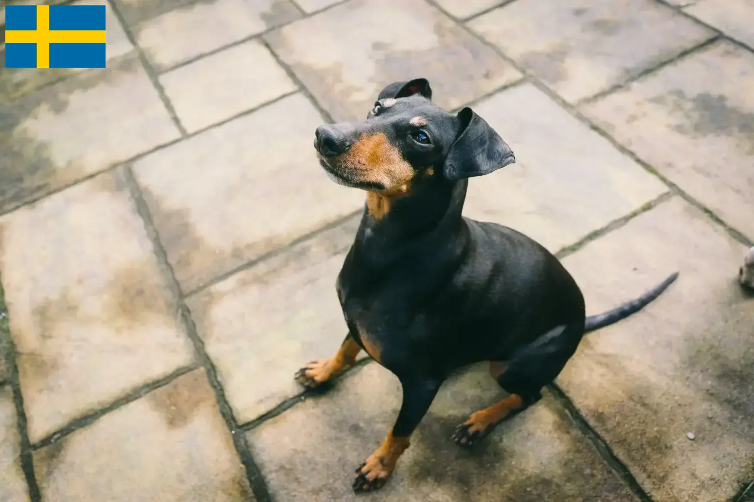Manchester Terrier kölykök és tenyésztők Svédországban Itt találhatsz Manchester terrier tenyésztőket Svédországban.