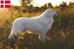 Read more about the article Maremma Abruzzi juhászkutya tenyésztők és kiskutyák Dániában