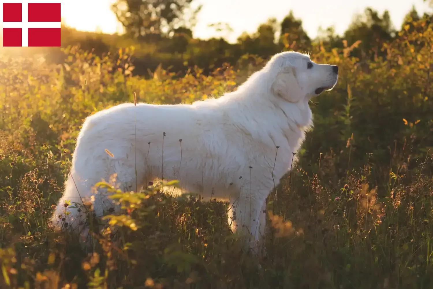 Maremma Abruzzo juhászkutya kölykök és tenyésztők Dánia Itt talál Maremma Abruzzi juhászkutyatenyésztőket Dániában.