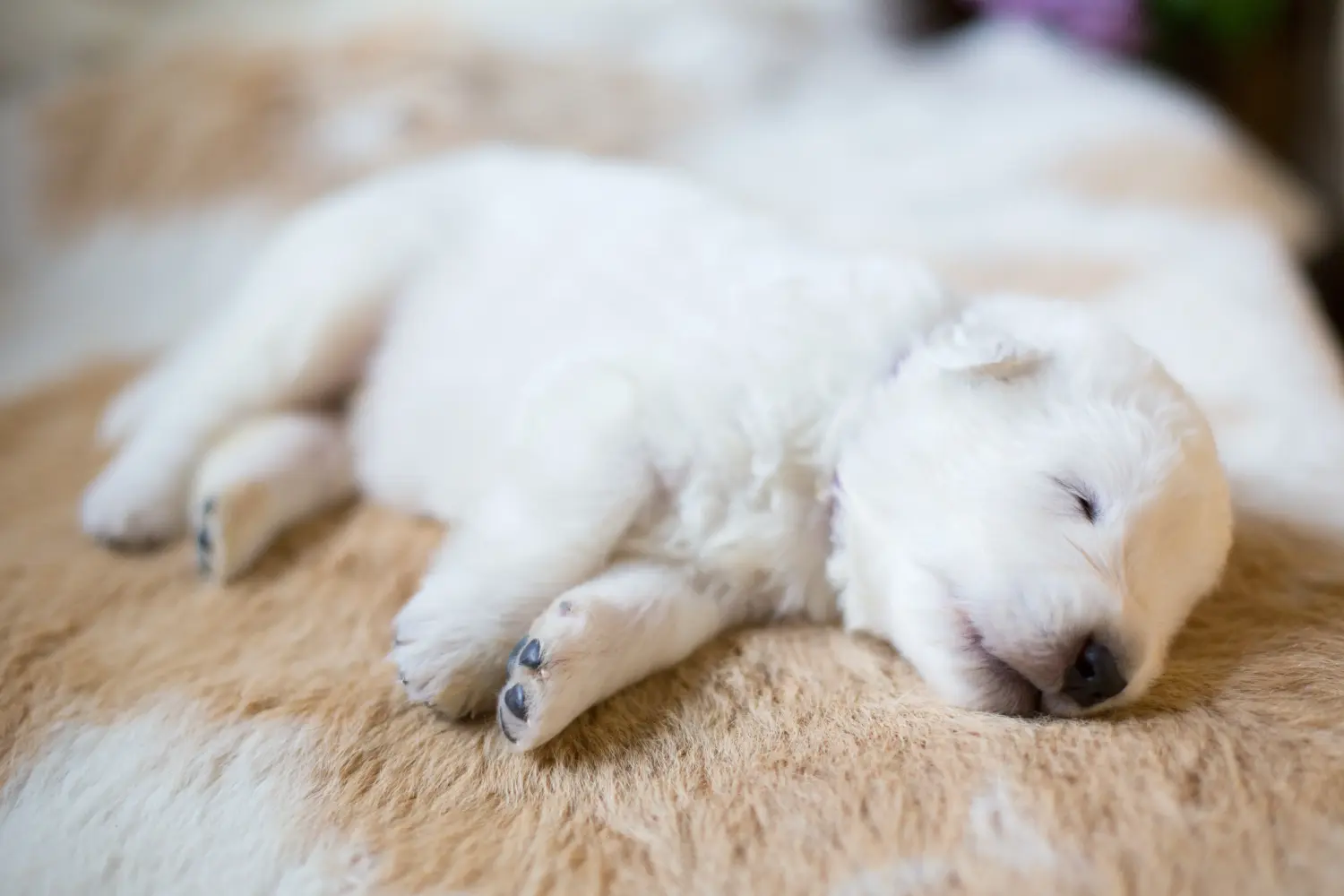 Maremma Abruzzo juhászkutya kölyökkutyát vásárolni felelősségvállalást jelent! Maremma Abruzzo juhászkutyakölyköket vásároljon.