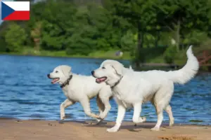 Read more about the article Maremma Abruzzo juhászkutya tenyésztők és kölykök Csehországban