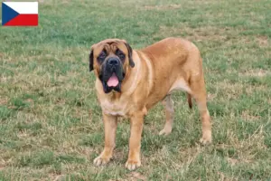 Read more about the article Mastiff tenyésztők és kölykök Csehországban