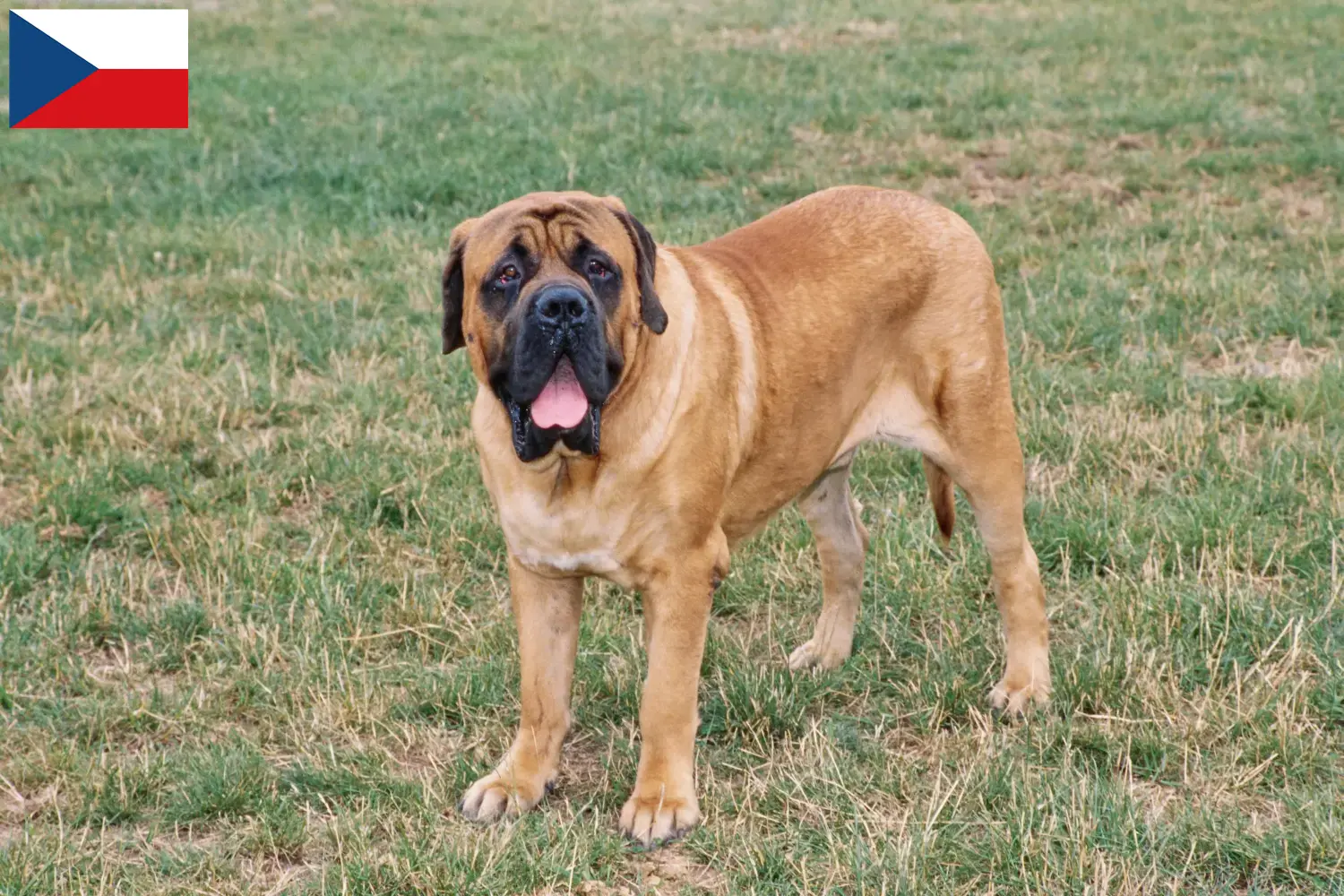 Mastiff kölykök és tenyésztők Csehország Itt találhat masztiff tenyésztőket Csehországban.