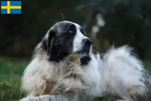 Read more about the article Mastín del Pirineo tenyésztők és kiskutyák Svédországban