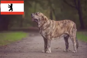 Read more about the article Mastín Español tenyésztők és kiskutyák Berlinben