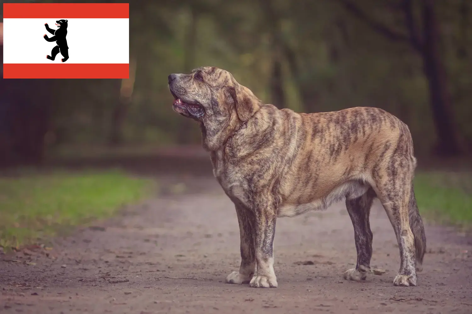 Read more about the article Mastín Español tenyésztők és kiskutyák Berlinben