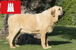 Read more about the article Mastín Español tenyésztők és kölykök Hamburgban